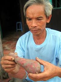 Hàng ngàn hộ nông dân trồng khoai lang ở Vĩnh Long, Đồng Tháp đang mất tiền tỷ do loài sâu lạ tấn công củ làm giảm 95% giá bán. !